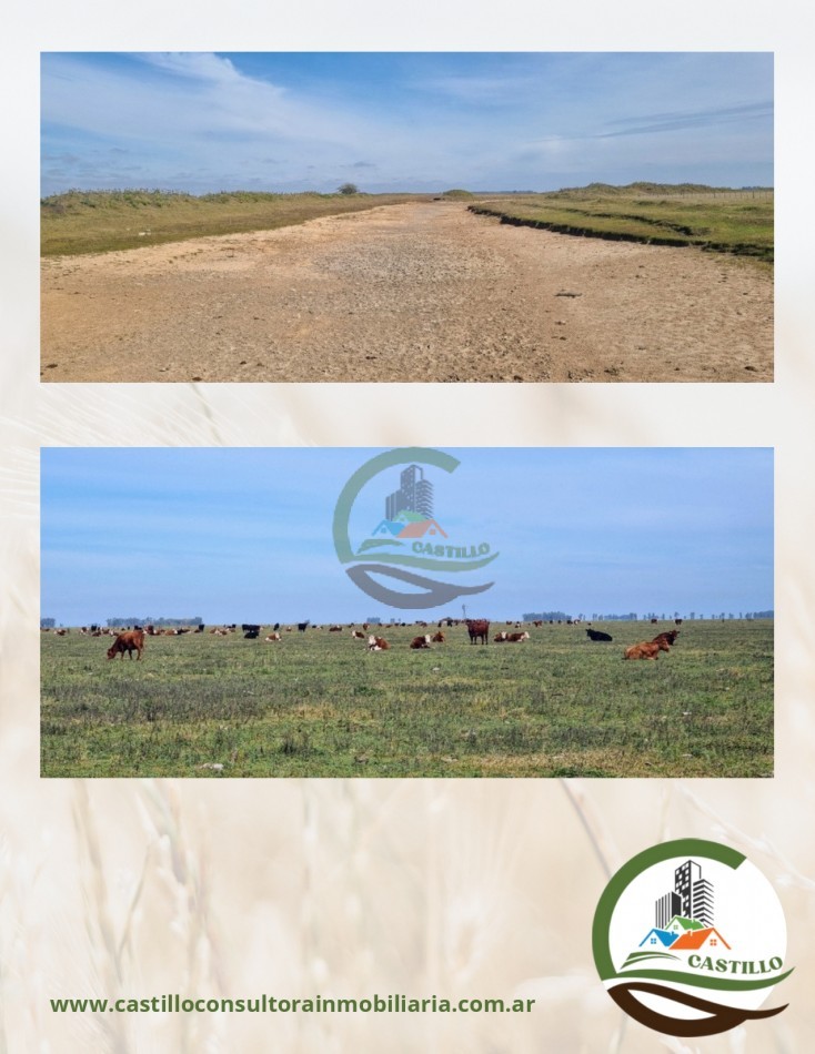 4811 ha ganandero - pila