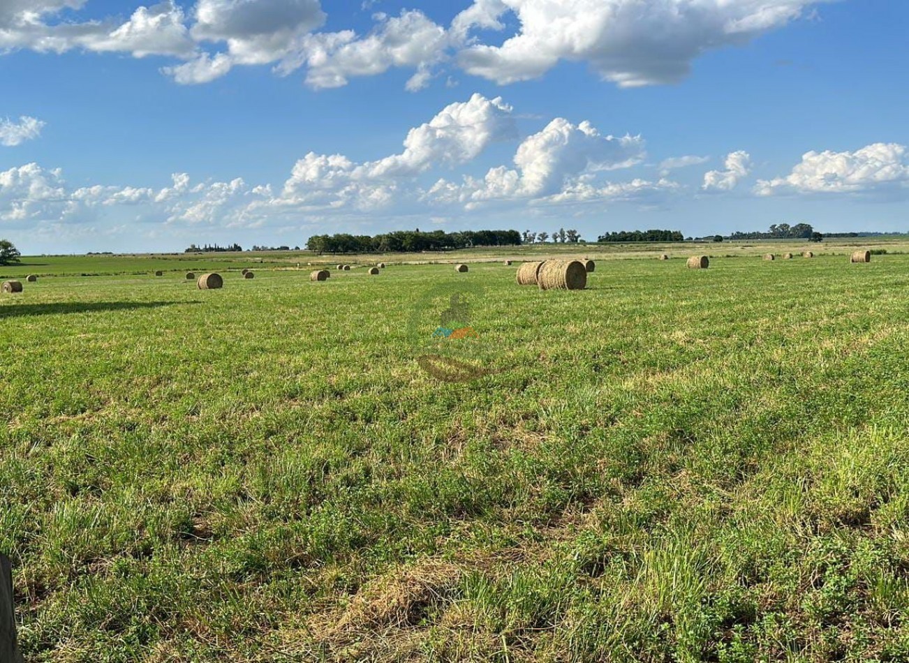 20 ha agricolas - Pergamino 
