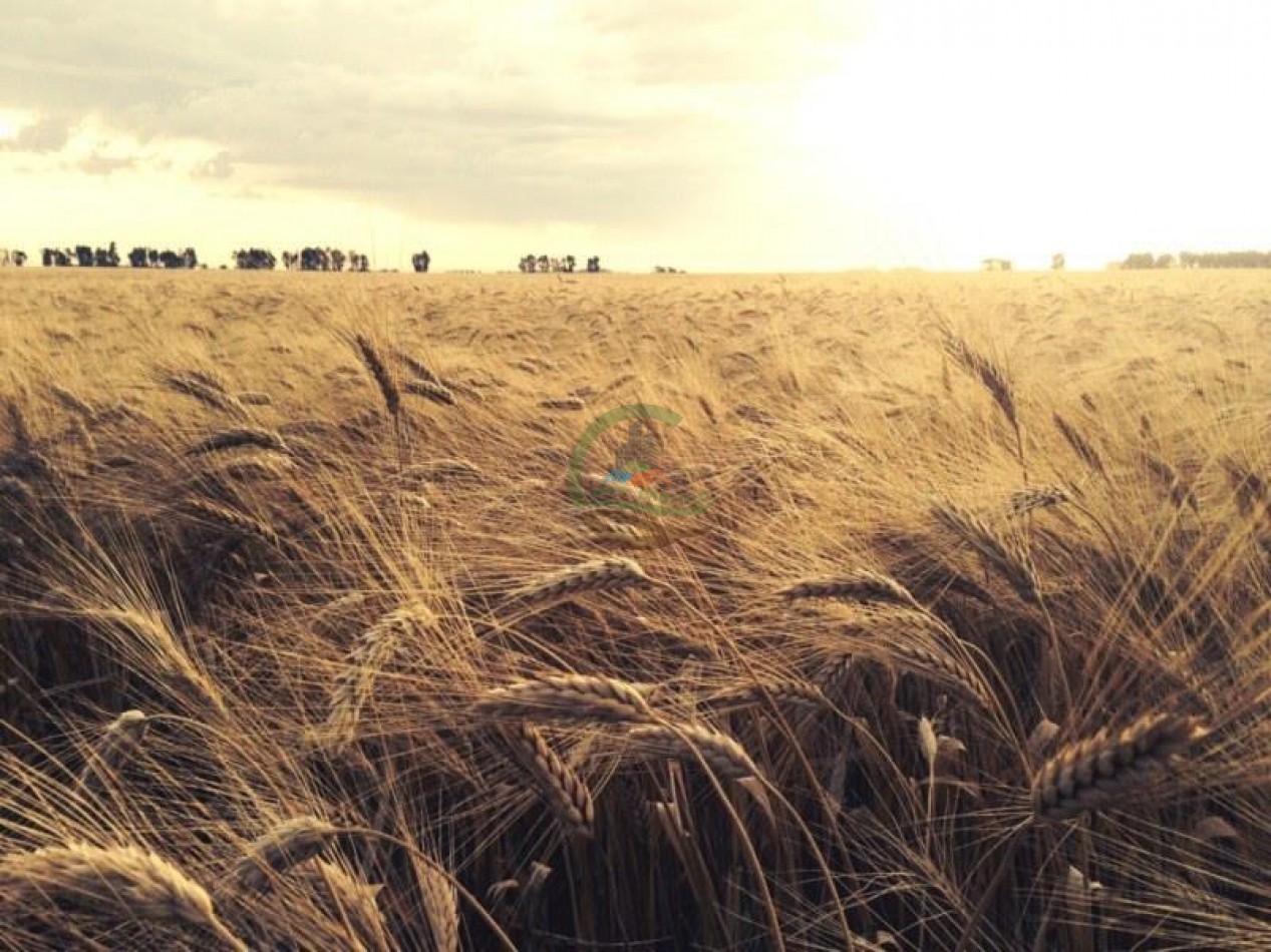 390 Ha Agricolas - Loberia