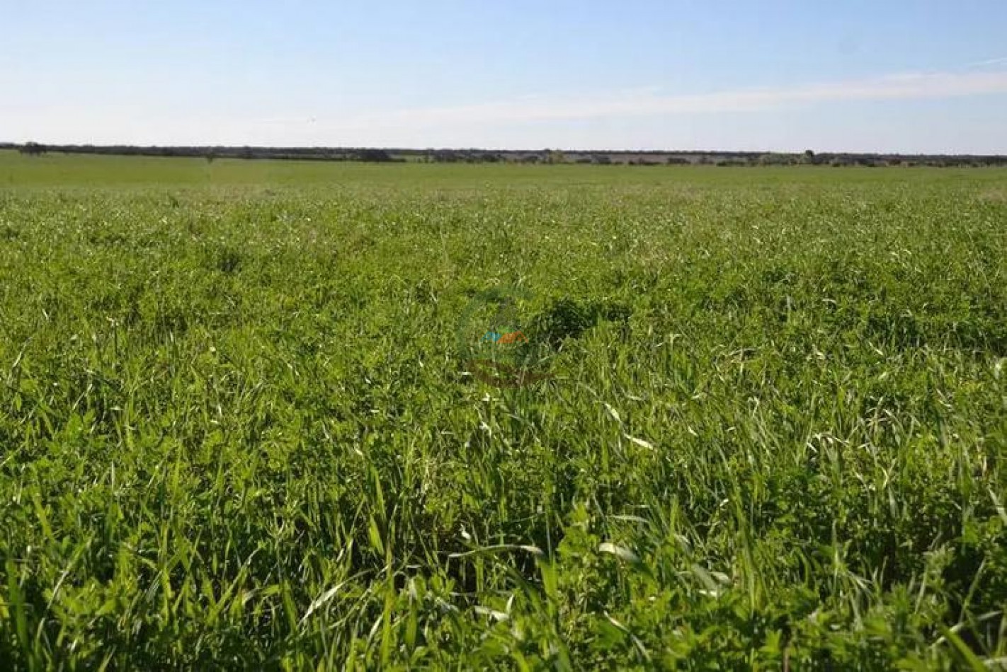 5000 Ha Ganadero - Conhelo - La Pampa
