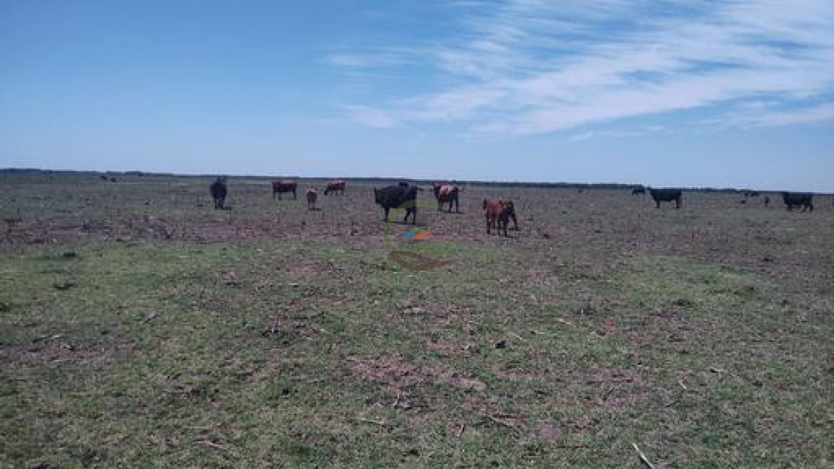 1900 Ha Mixto - Laboulaye - Cordoba