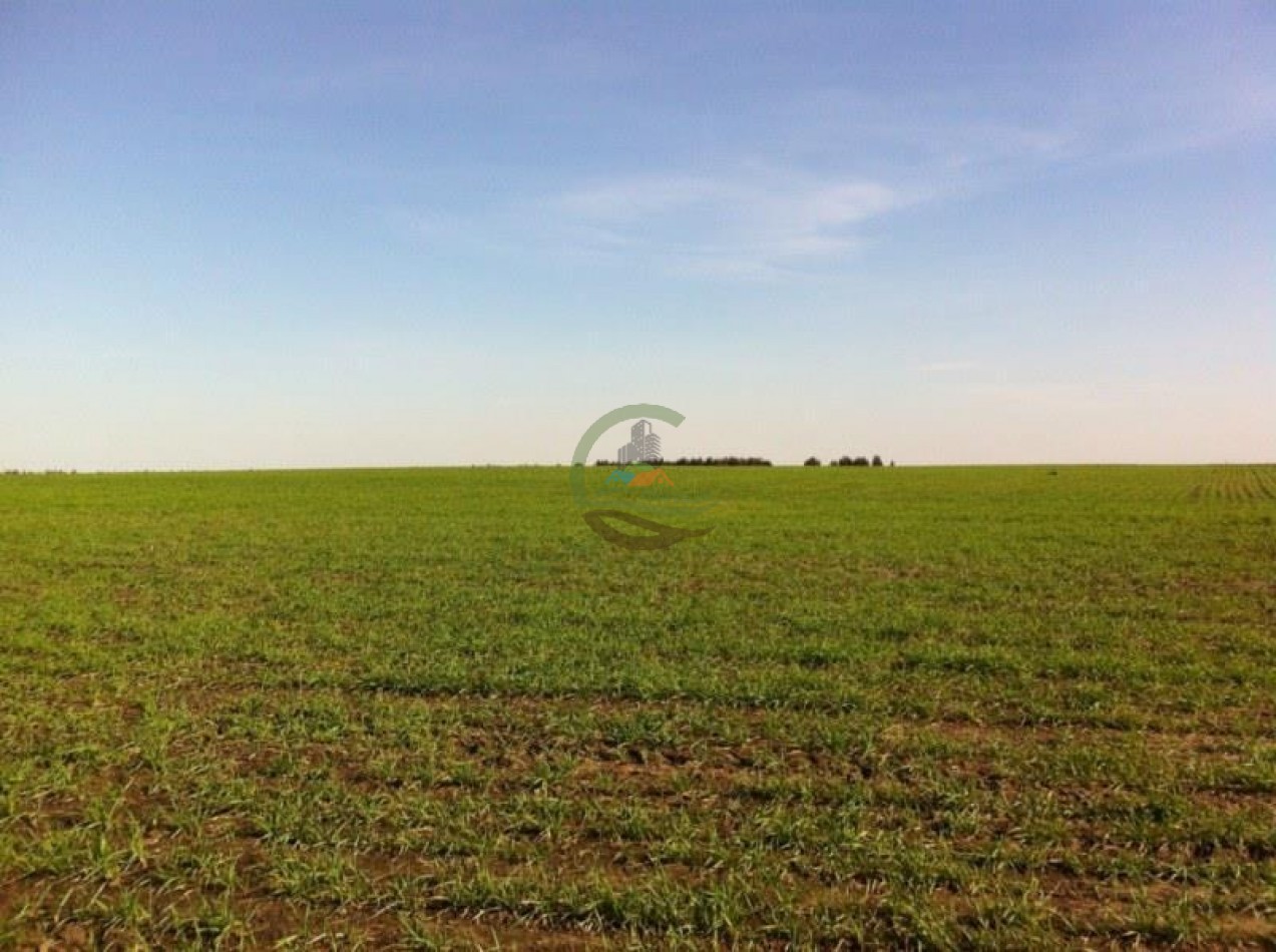 390 Ha Agricolas - Loberia