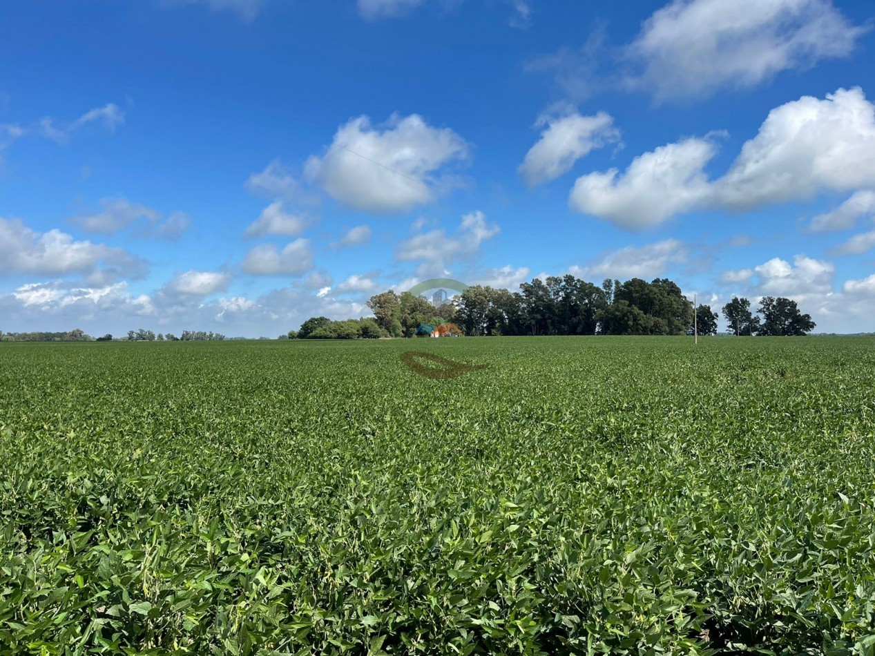84 ha mixta - Bolivar