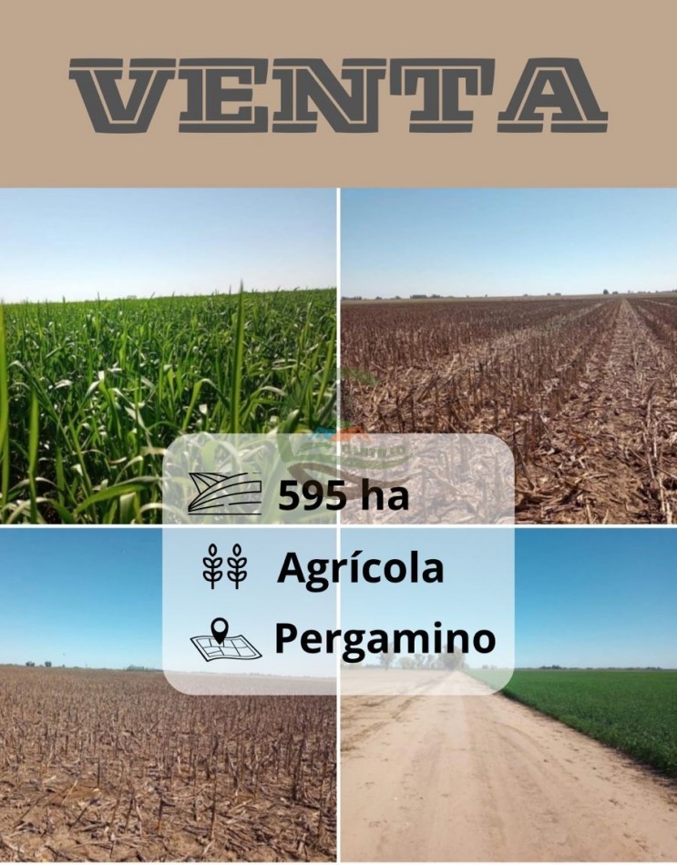 595 ha Agricolas - Pergamino