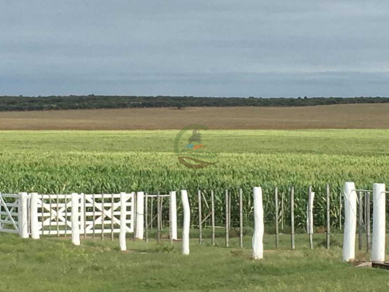 3330 ha Mixto - La Maruja - La Pampa