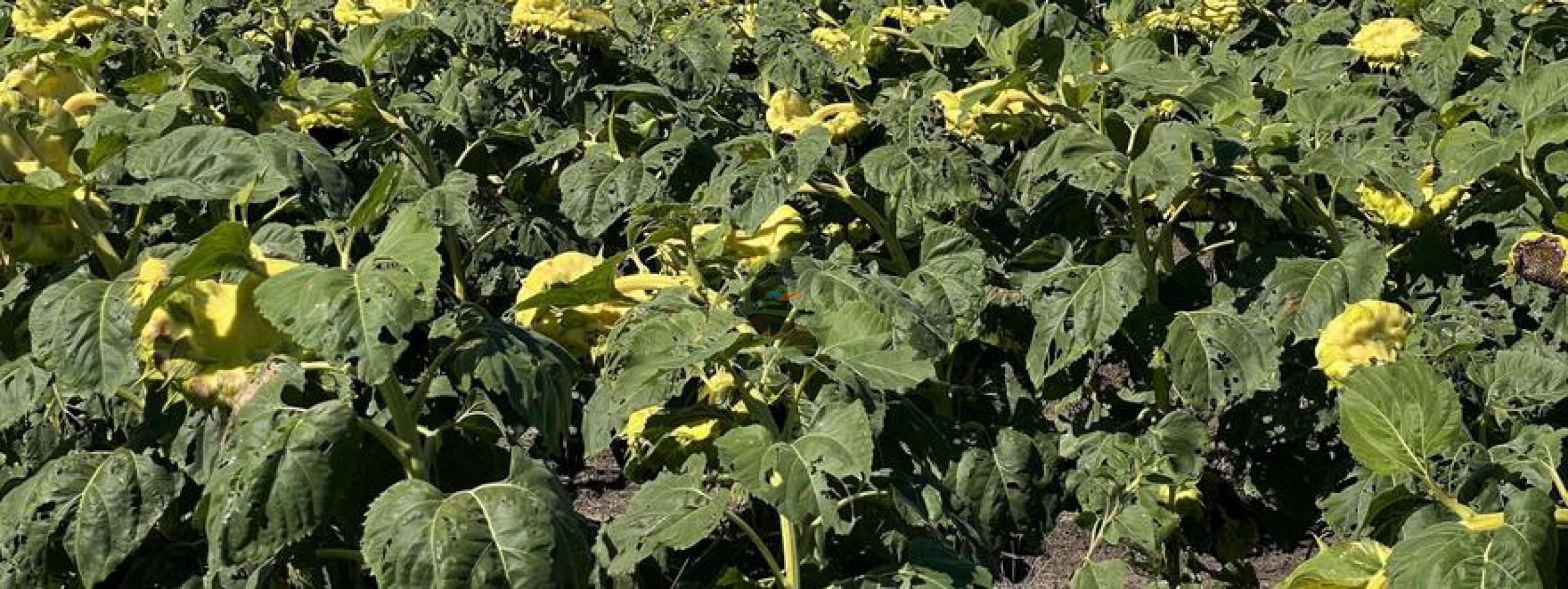 320 Ha Mixtos - Tres Arroyos