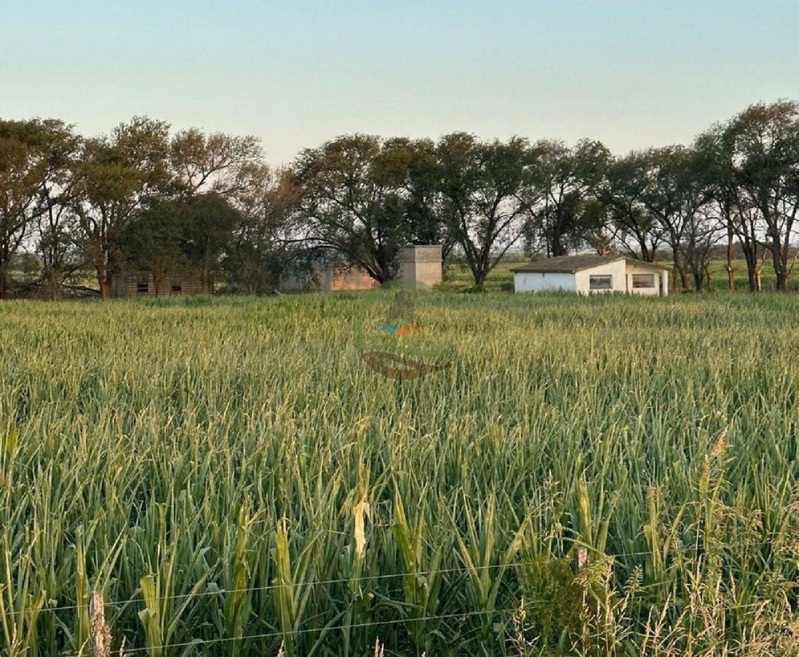 393 Ha Agricolas - Gral Roca - Marcos Juarez - Cordoba