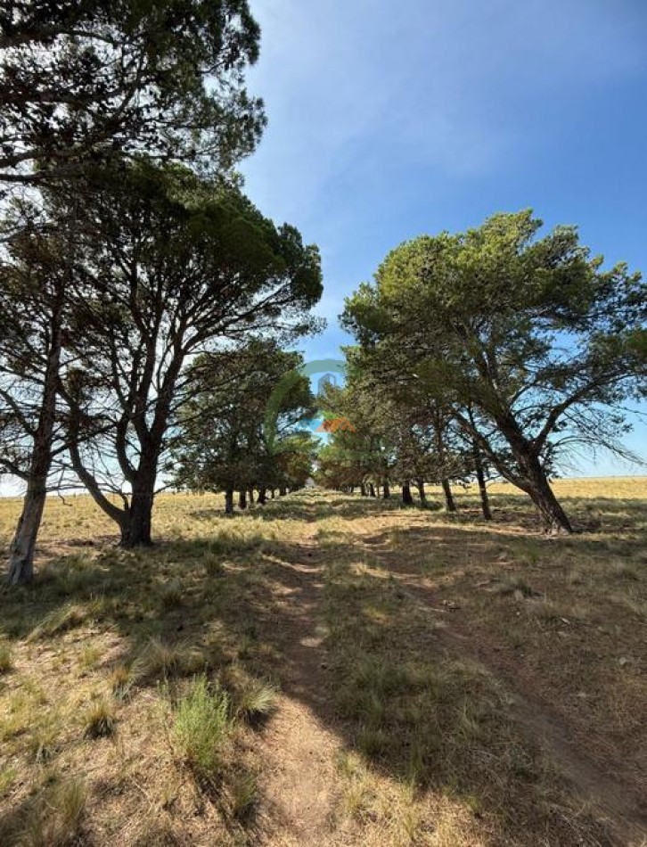 200 Ha Ganadero - Villa Iris - Buenos Aires