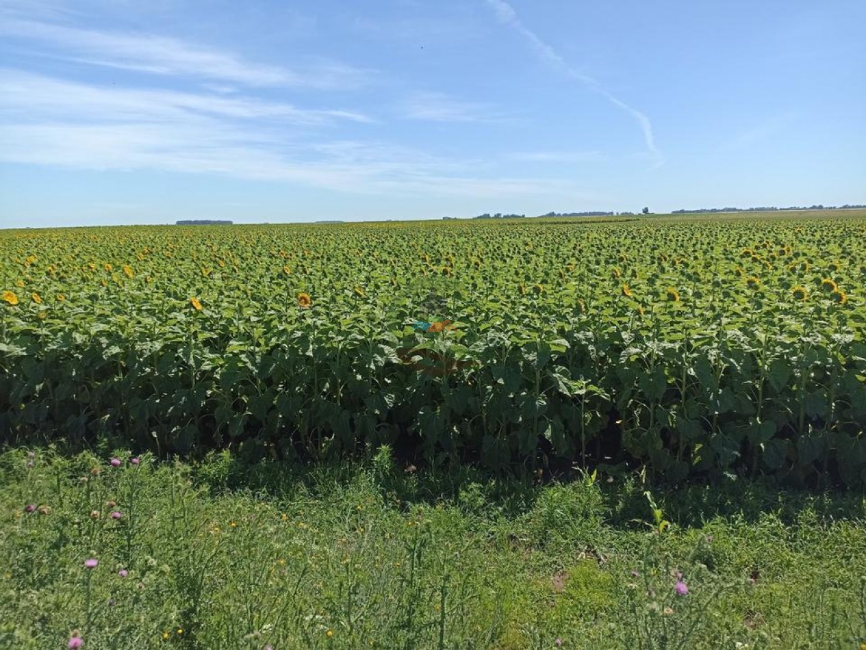 461 Ha Mixto - Recalde
