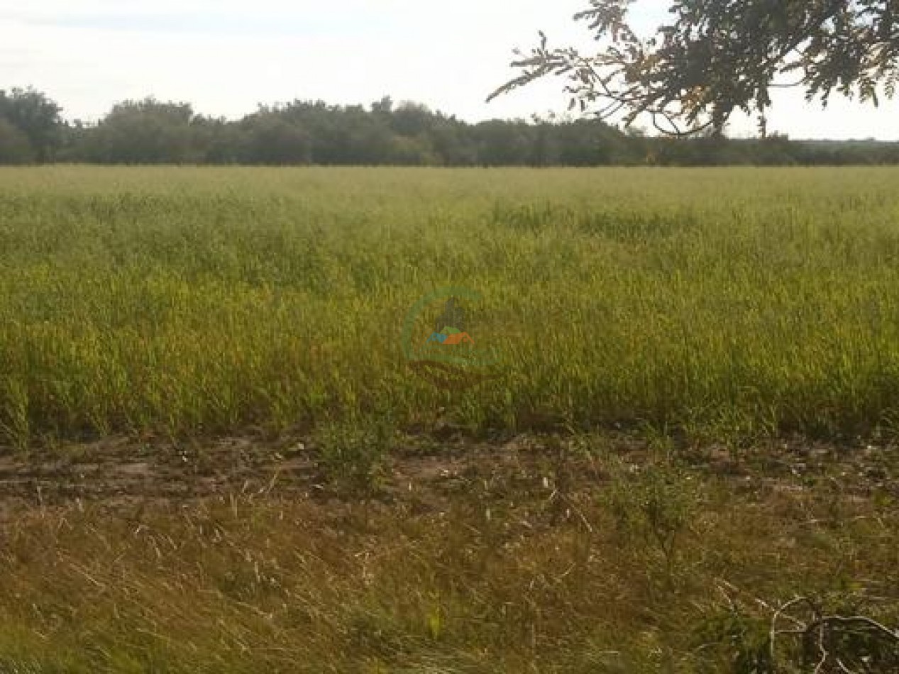 2340 Ha Mixto - La Paz - Entre Rios