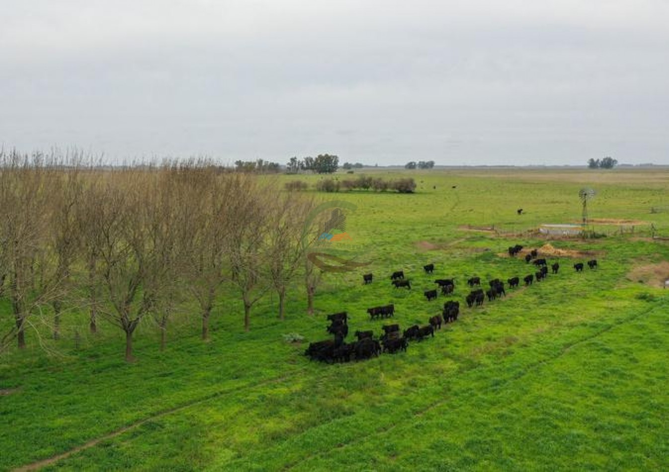 1795 Ha Ganadero - Chascomus