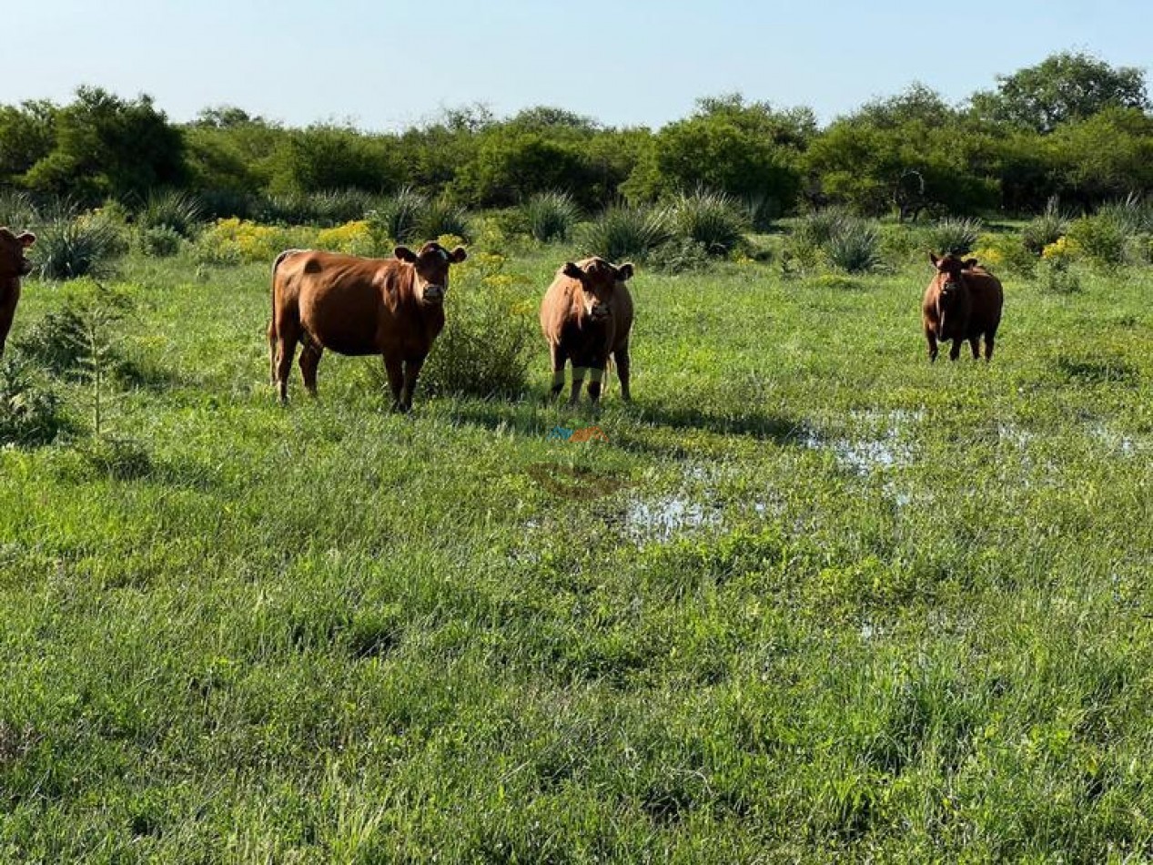1577 Ha  Ganadero - Gualeguaychu - Entre Rios