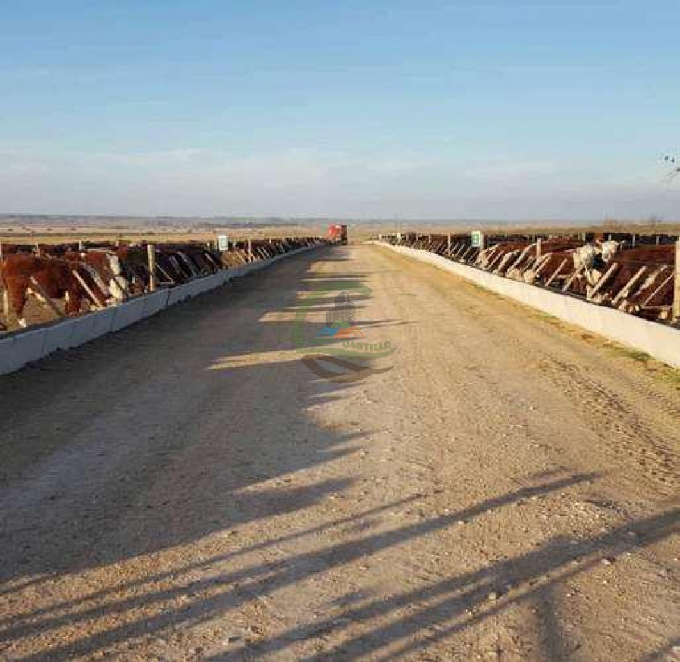 Frigorifico - con feedlot- Exportadora - La Adela - La Pampa