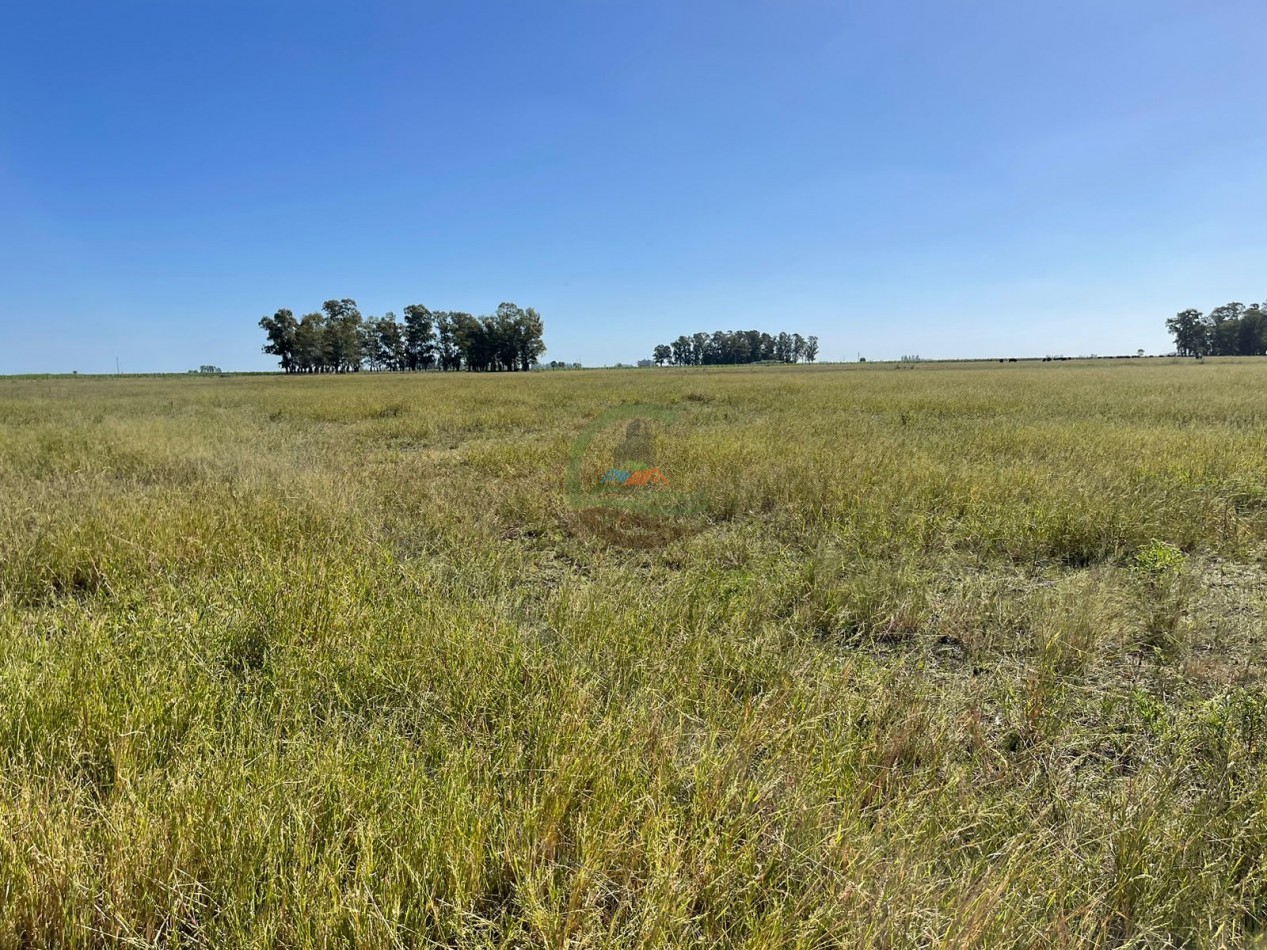 81 ha Mixto - Alvear