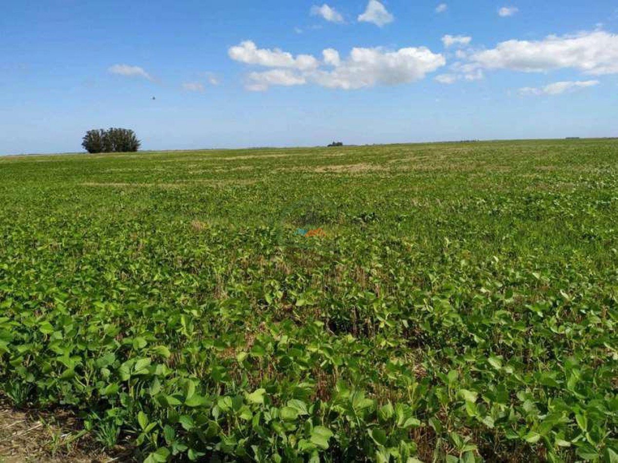 408 Ha Agricola - Miramar
