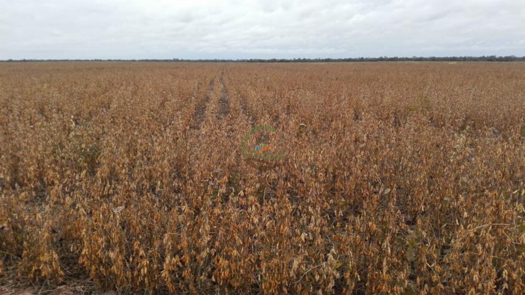 487 Ha Agricolas - Monte Quemado - Santiago del Estero