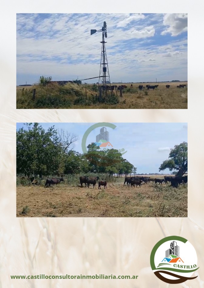 70 ha agricolas - cañuelas