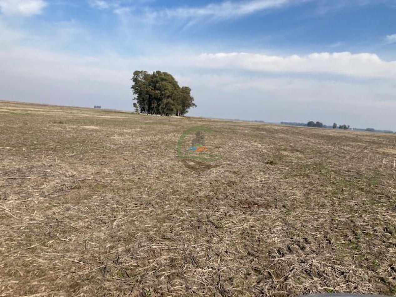 552 ha agricolas - gral alvear