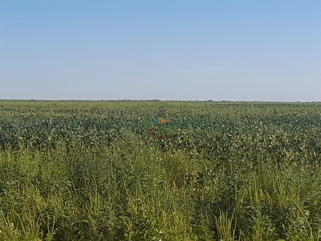 2200 Ha Agricolas - Laboulaye - Cordoba