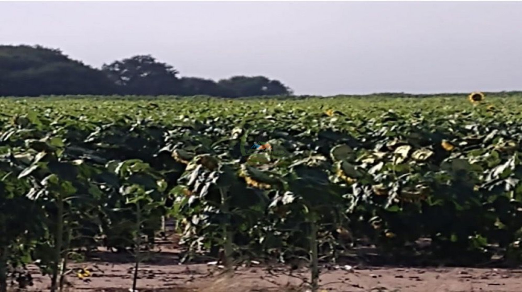 4372 ha Agricolas - San Luis