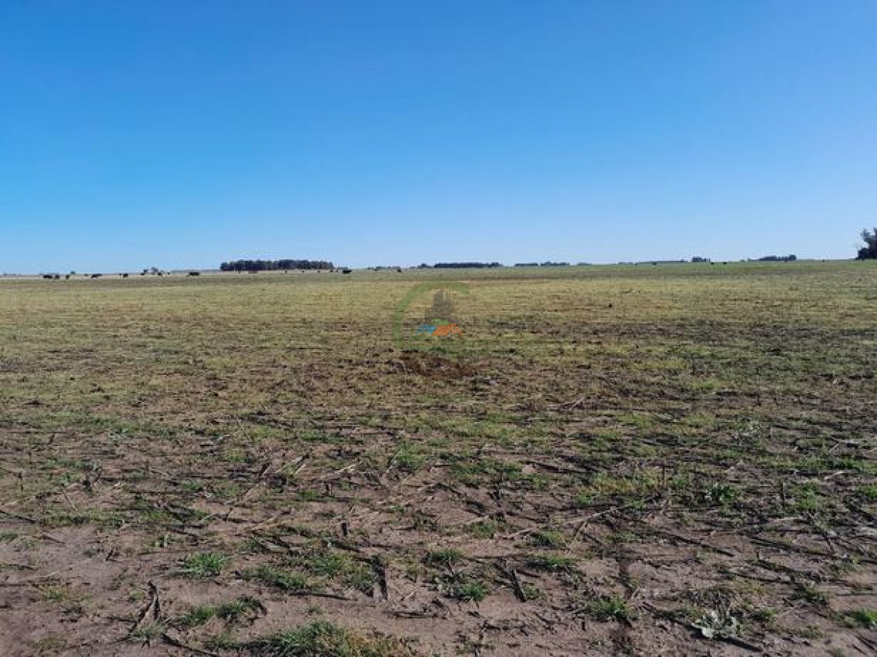 324 Ha Agricolas - San Cayetano