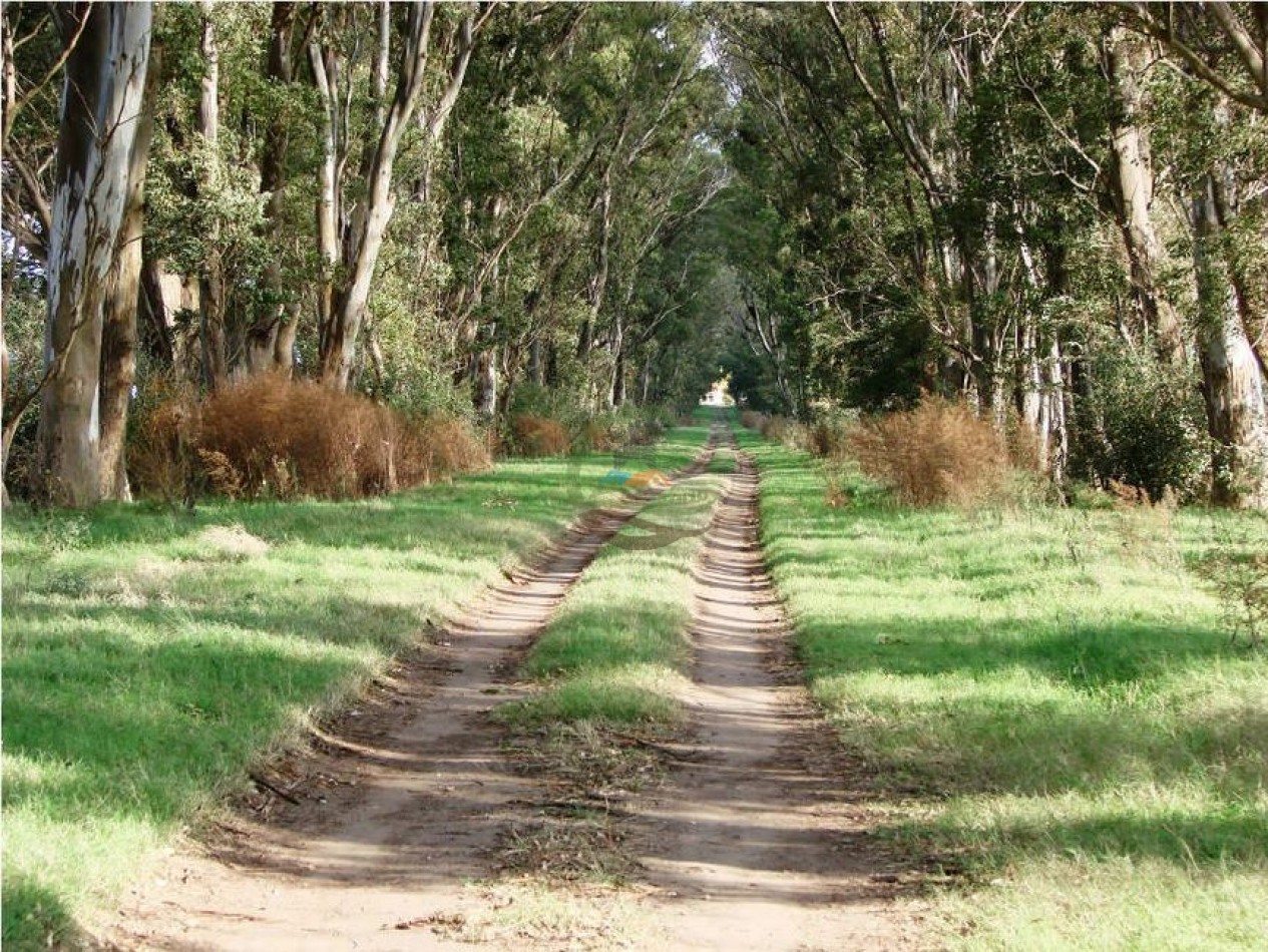 1320 Ha Ganadero - Dolores