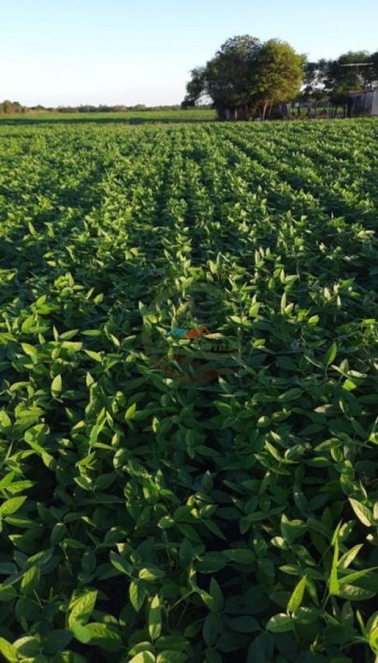 450 Ha Mixtas - Quitilipi - Chaco