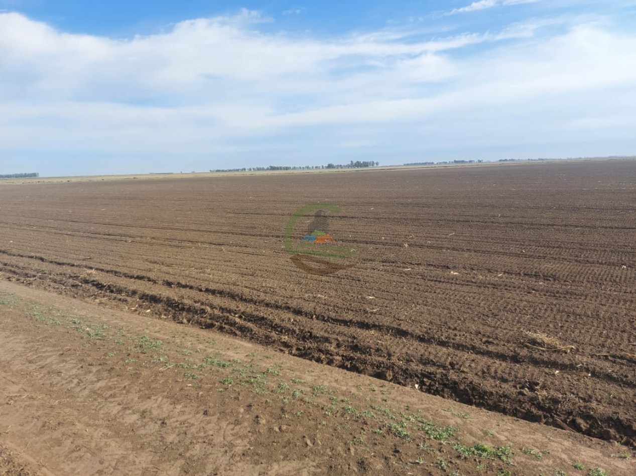 800 Ha Agricolas - Rufino - Santa Fe