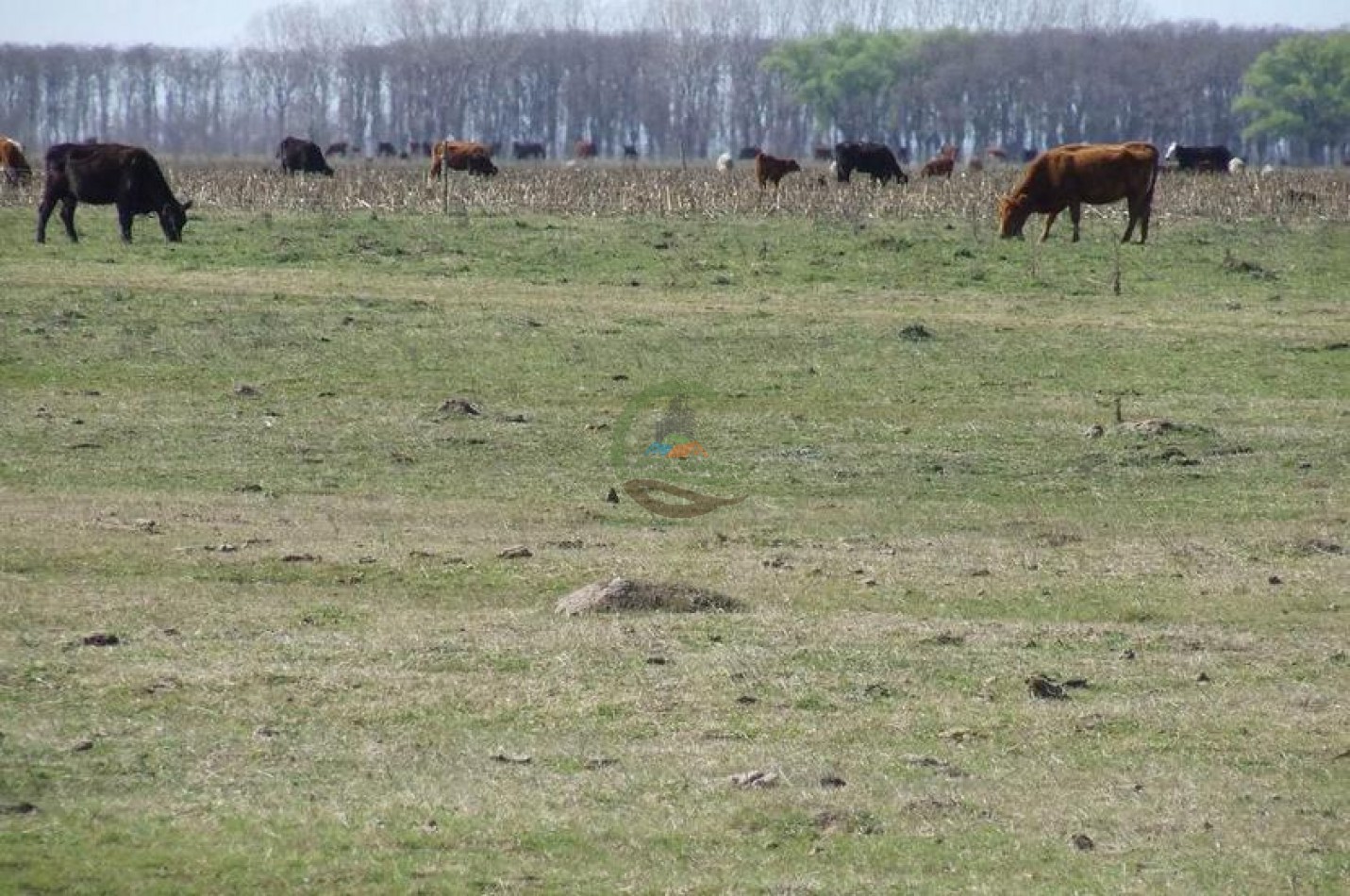 372 Ha Ganadero - Tapalque