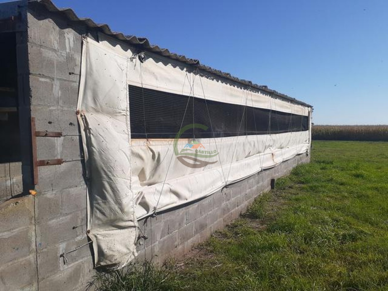 95 Ha Granja de Cerdos - Trenque Lauquen