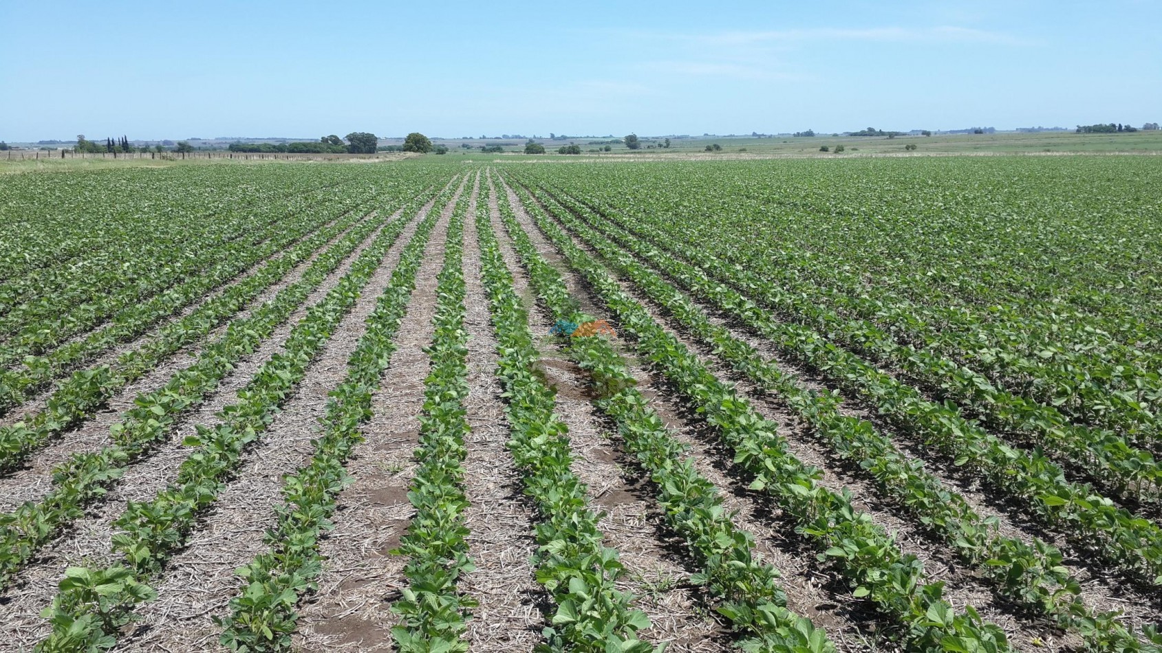 575 Ha Agricolas - Victoria - Entre Rios