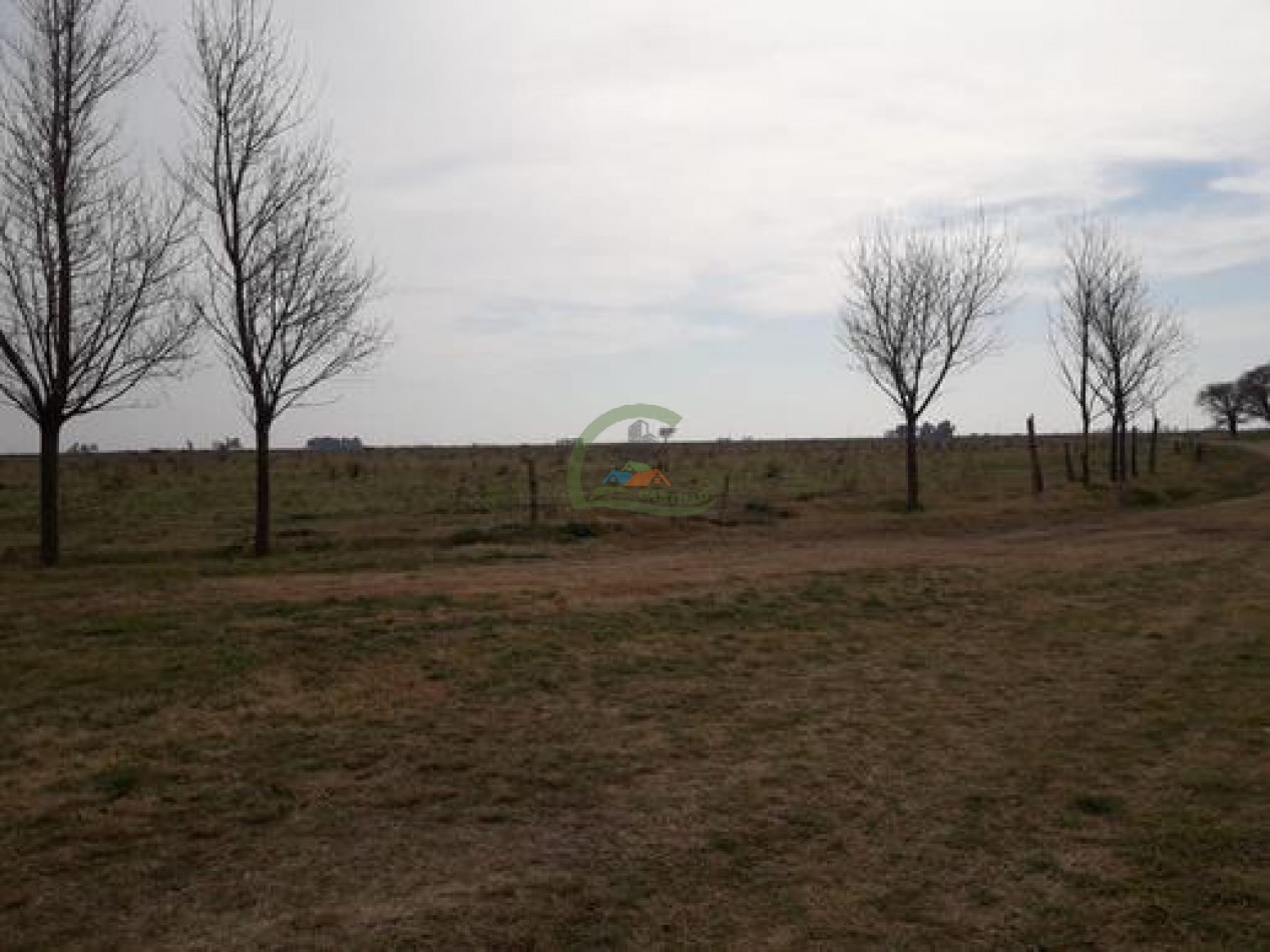 292 Ha Agricolas - Marucha - Carlos Tejedor