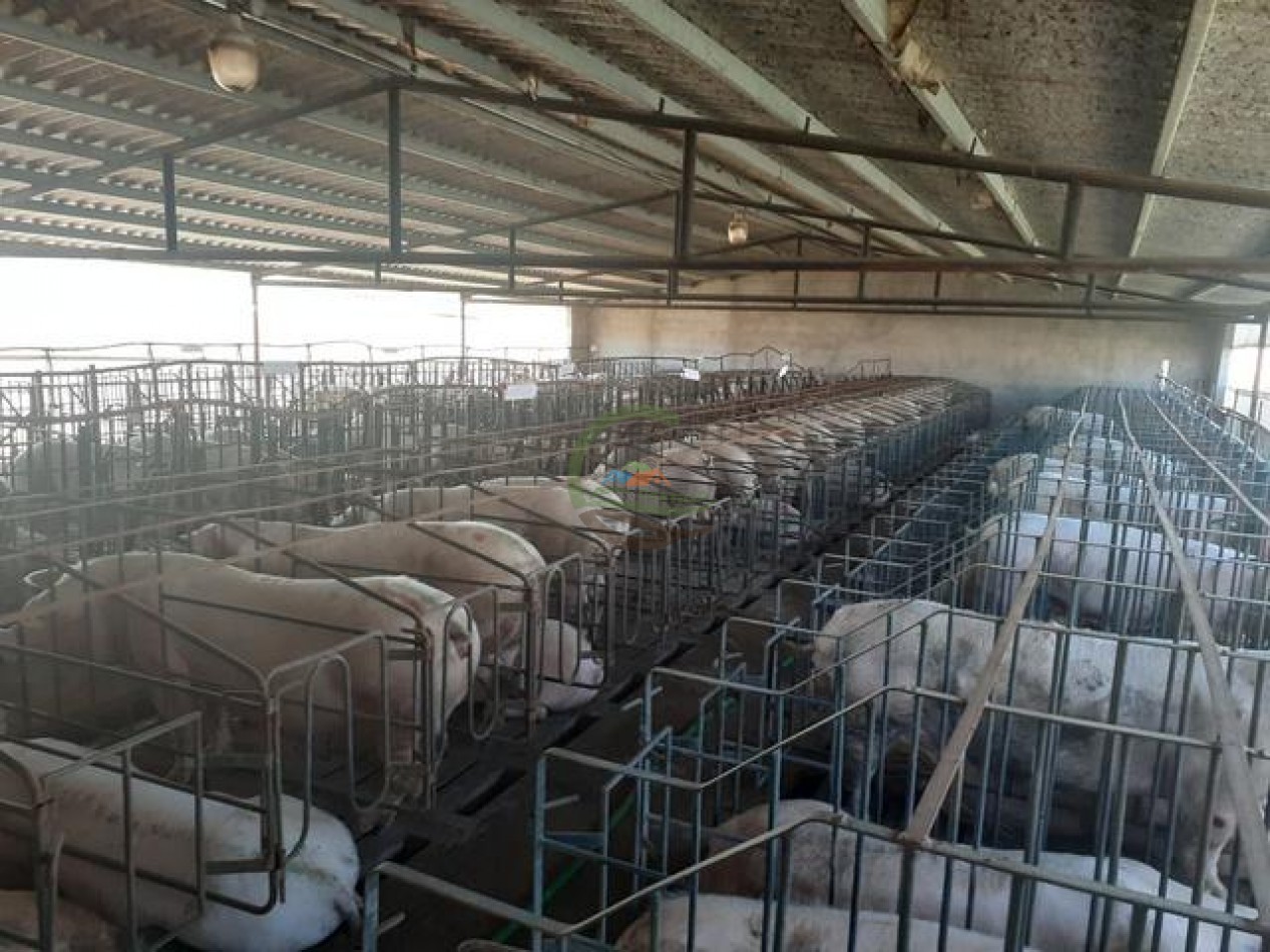 95 Ha Granja de Cerdos - Trenque Lauquen