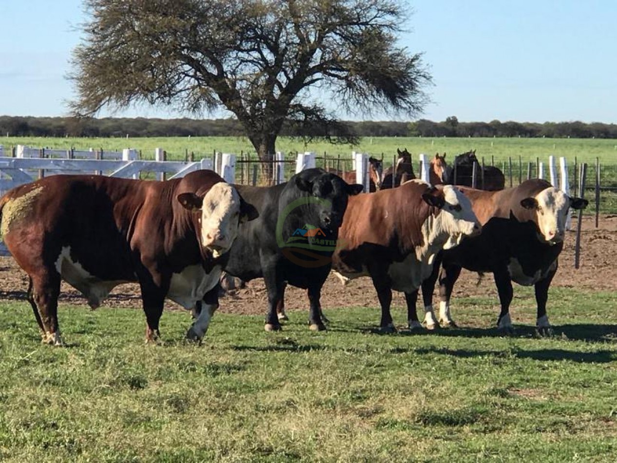 3330 ha Mixto - La Maruja - La Pampa
