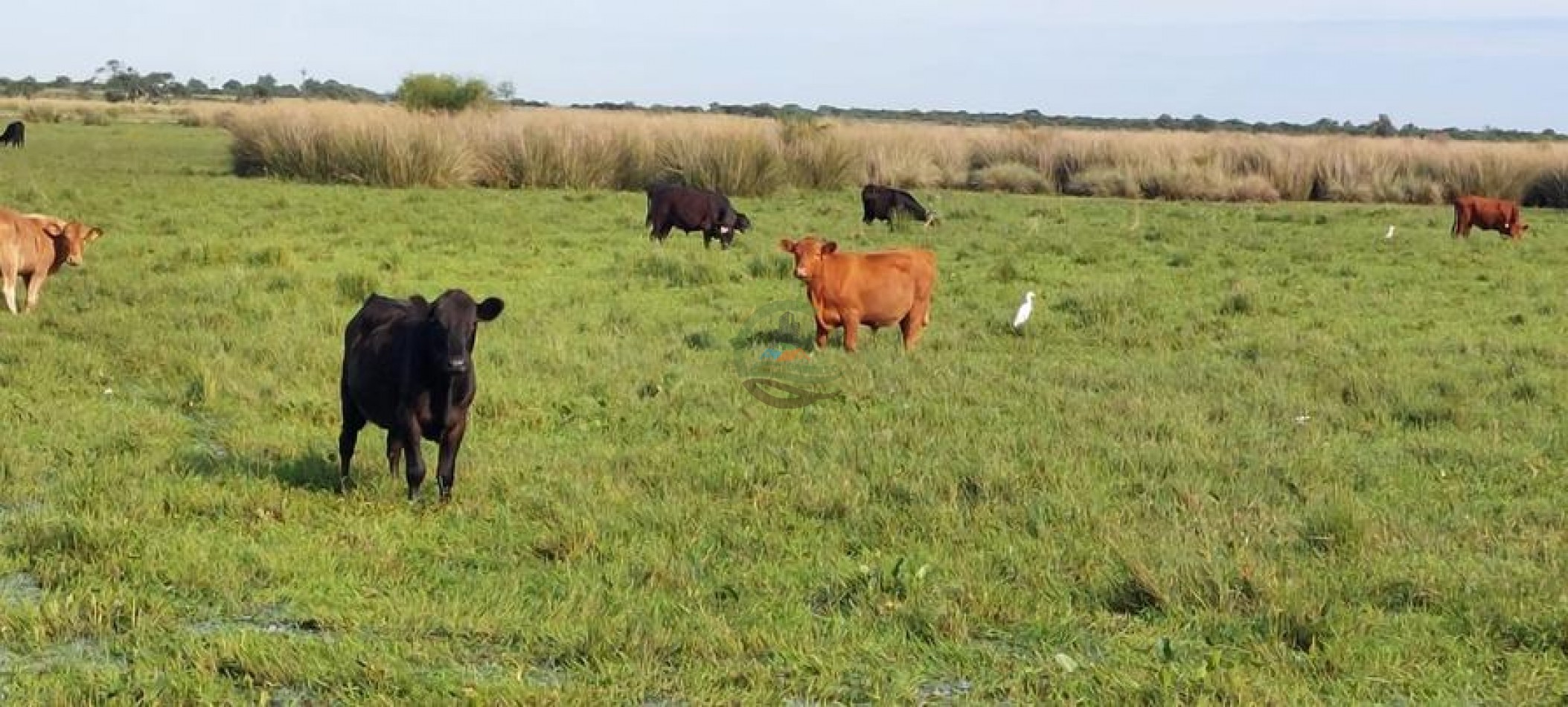 1577 Ha  Ganadero - Gualeguaychu - Entre Rios