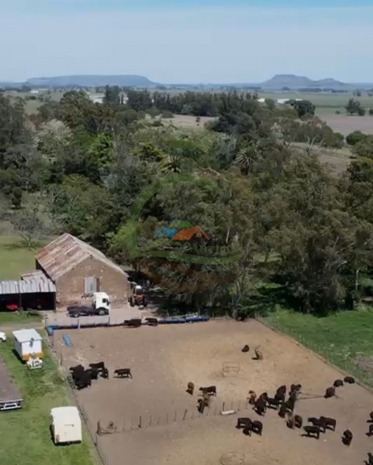 220 ha Agricolas - Balcarce  