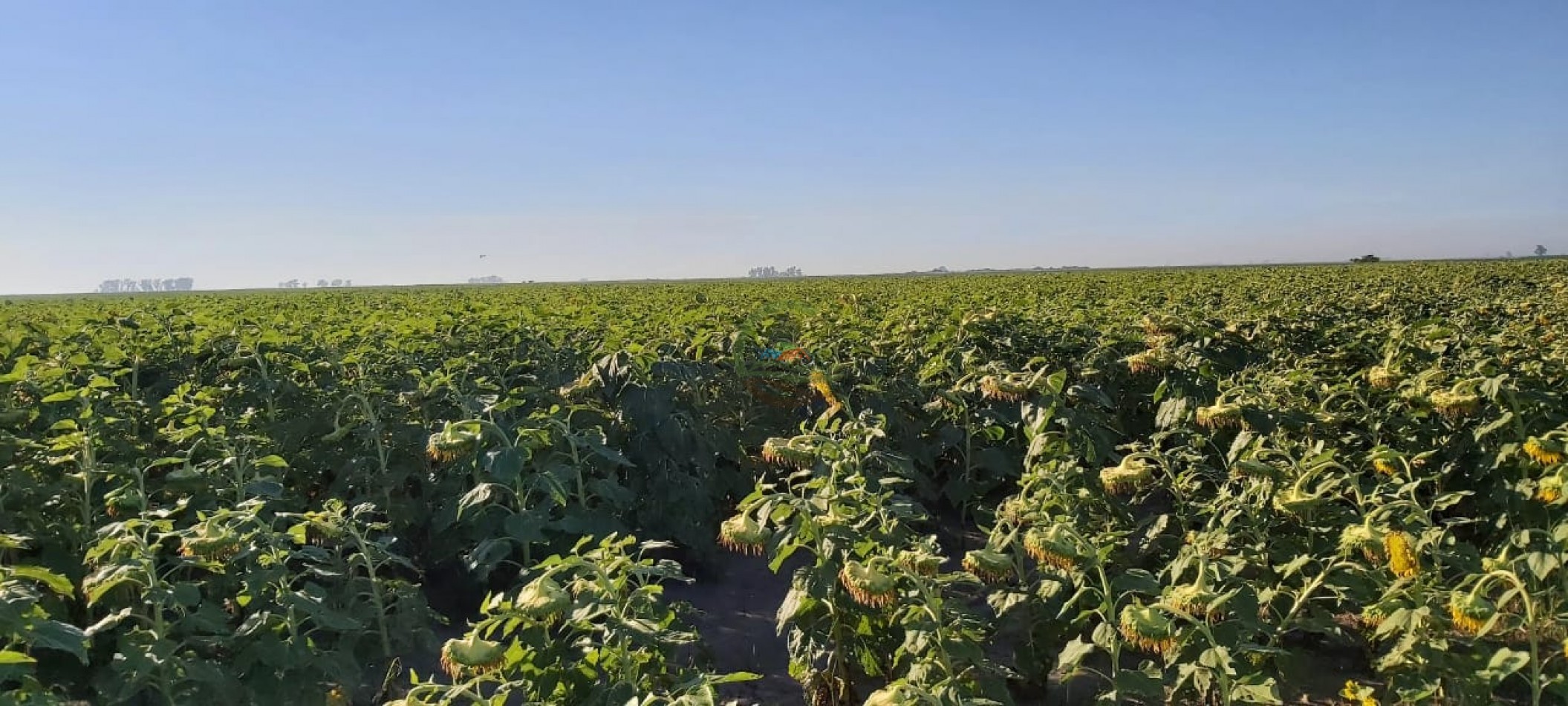 180 Ha Agricolas - Marcos Juarez - Cordoba 