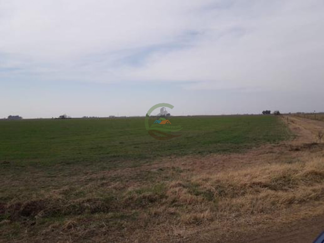 292 Ha Agricolas - Marucha - Carlos Tejedor