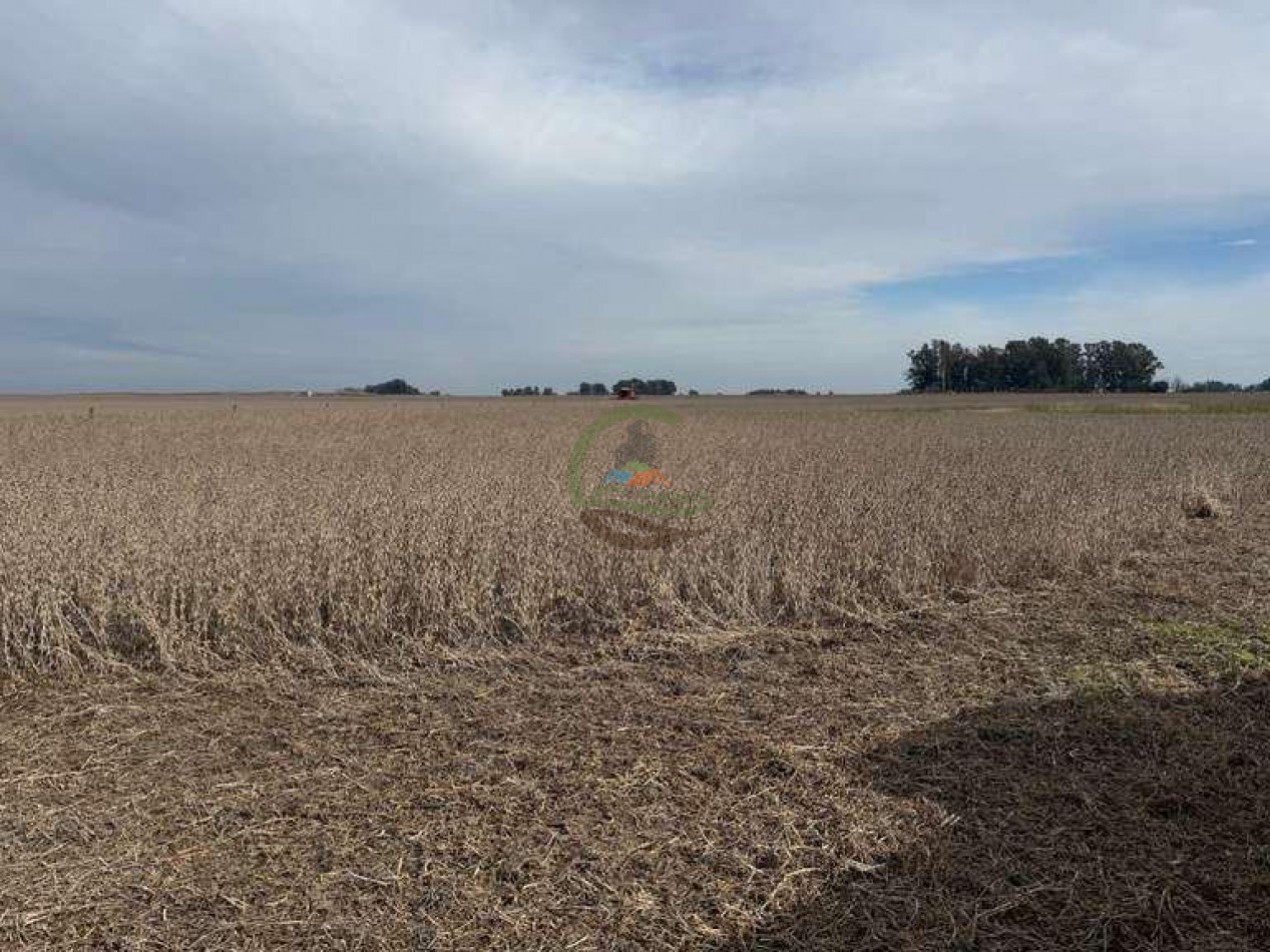 639 Ha Mixto - Urdampilleta - Bolivar