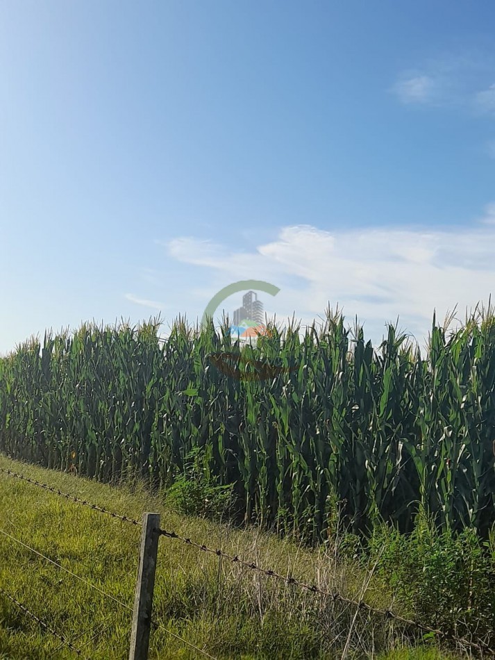 2200 Ha Agricolas - Laboulaye - Cordoba