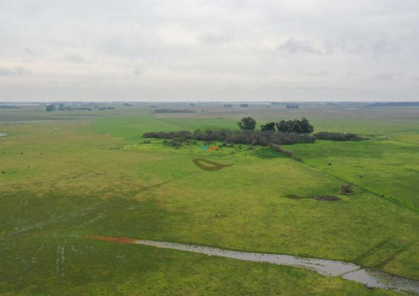 1795 Ha Ganadero - Chascomus