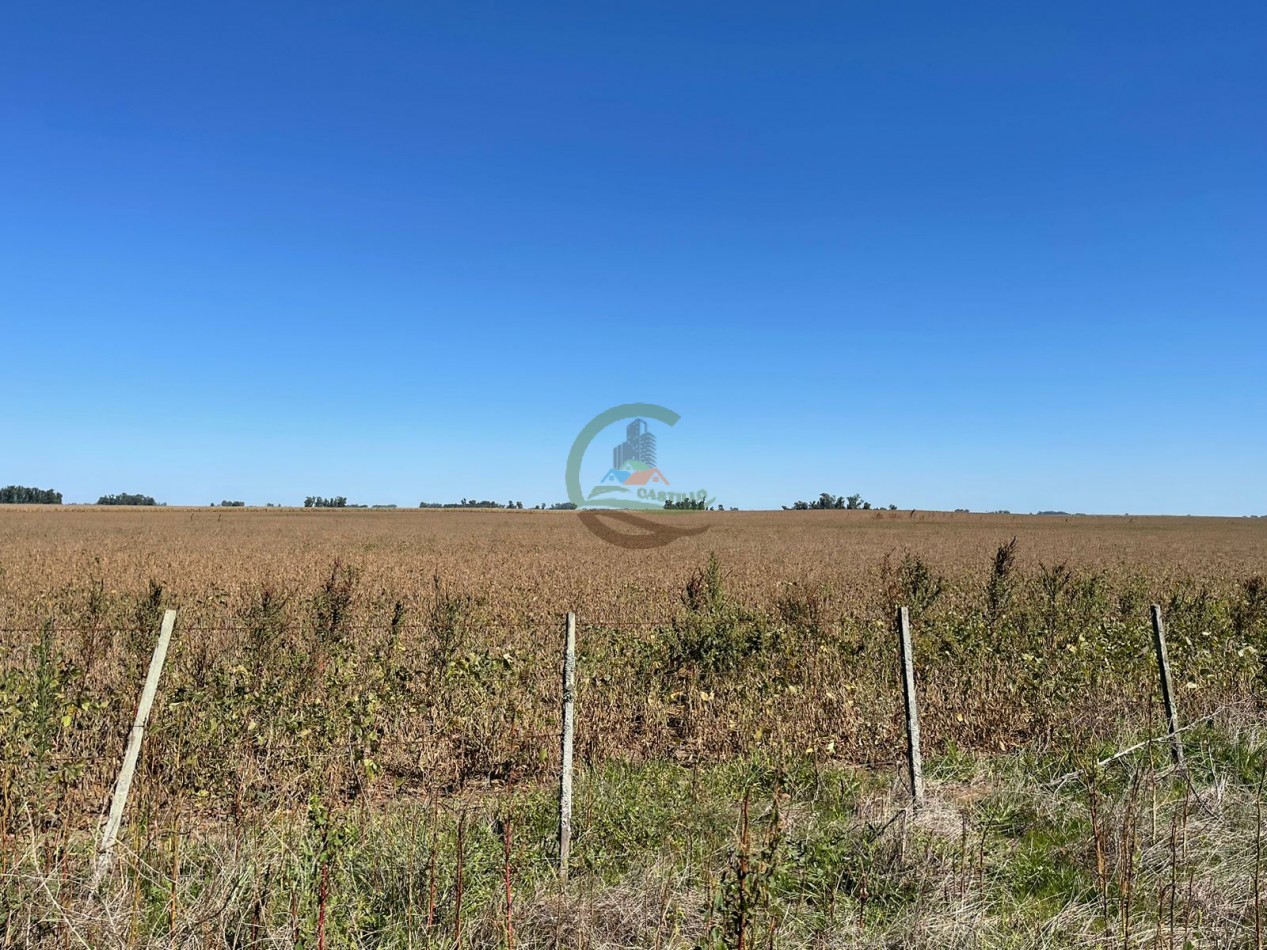265 HA Agricolas - Saladillo
