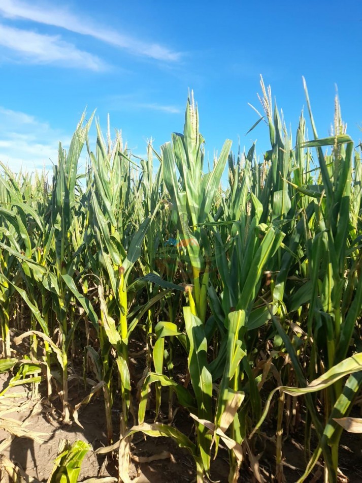 2200 Ha Agricolas - Laboulaye - Cordoba