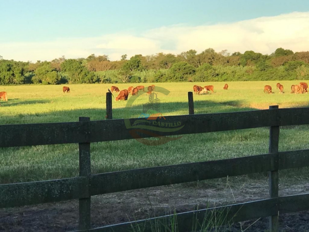 43000 ha MIxtos - Formosa