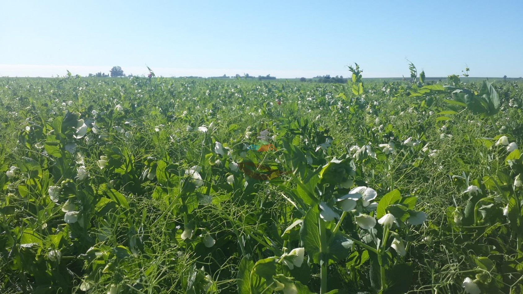 575 Ha Agricolas - Victoria - Entre Rios