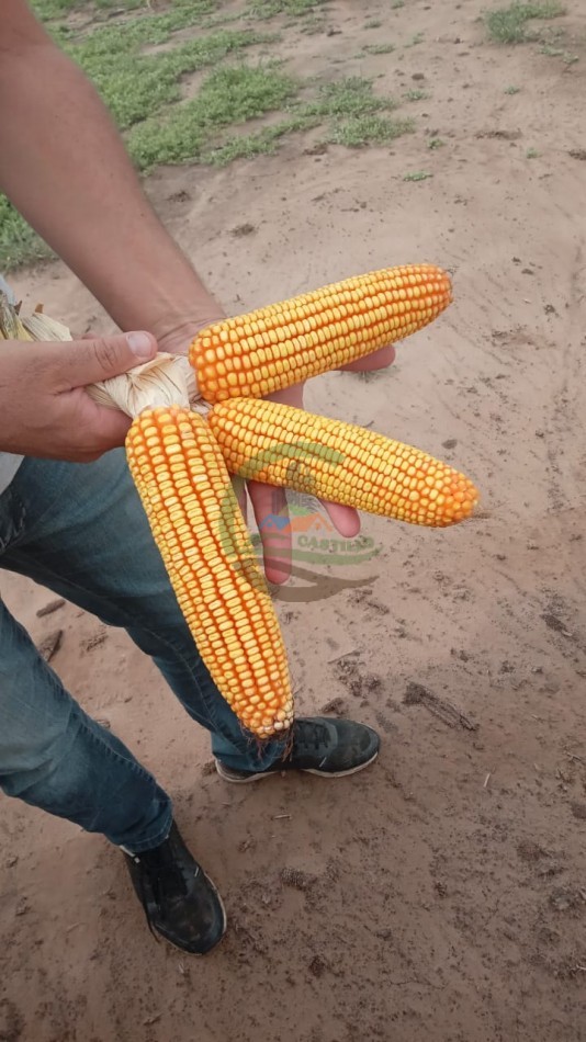 336 Ha Agricolas - Rio Cuarto - Cordoba