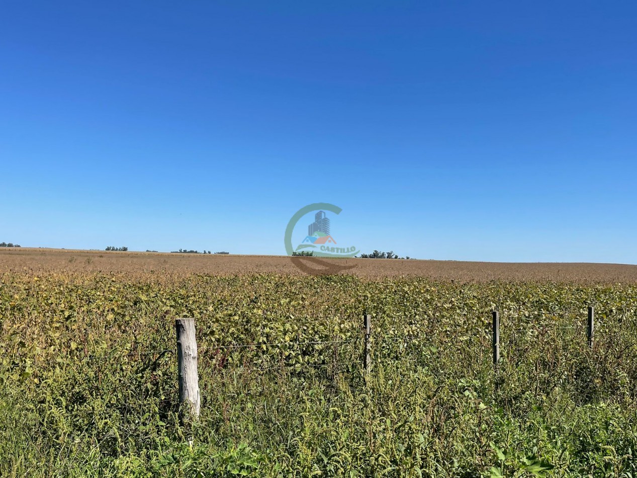 265 HA Agricolas - Saladillo