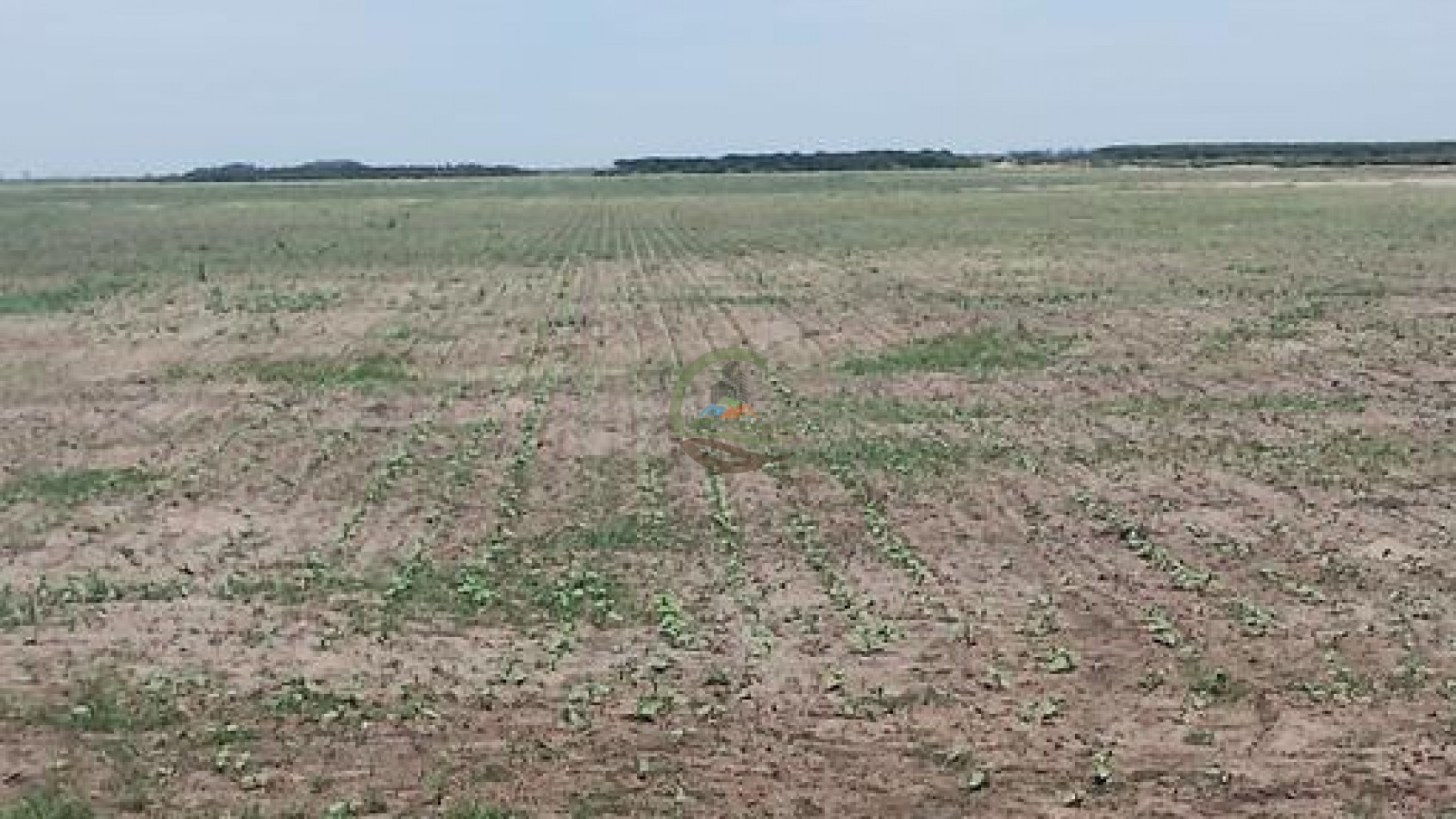 1900 Ha Mixto - Laboulaye - Cordoba