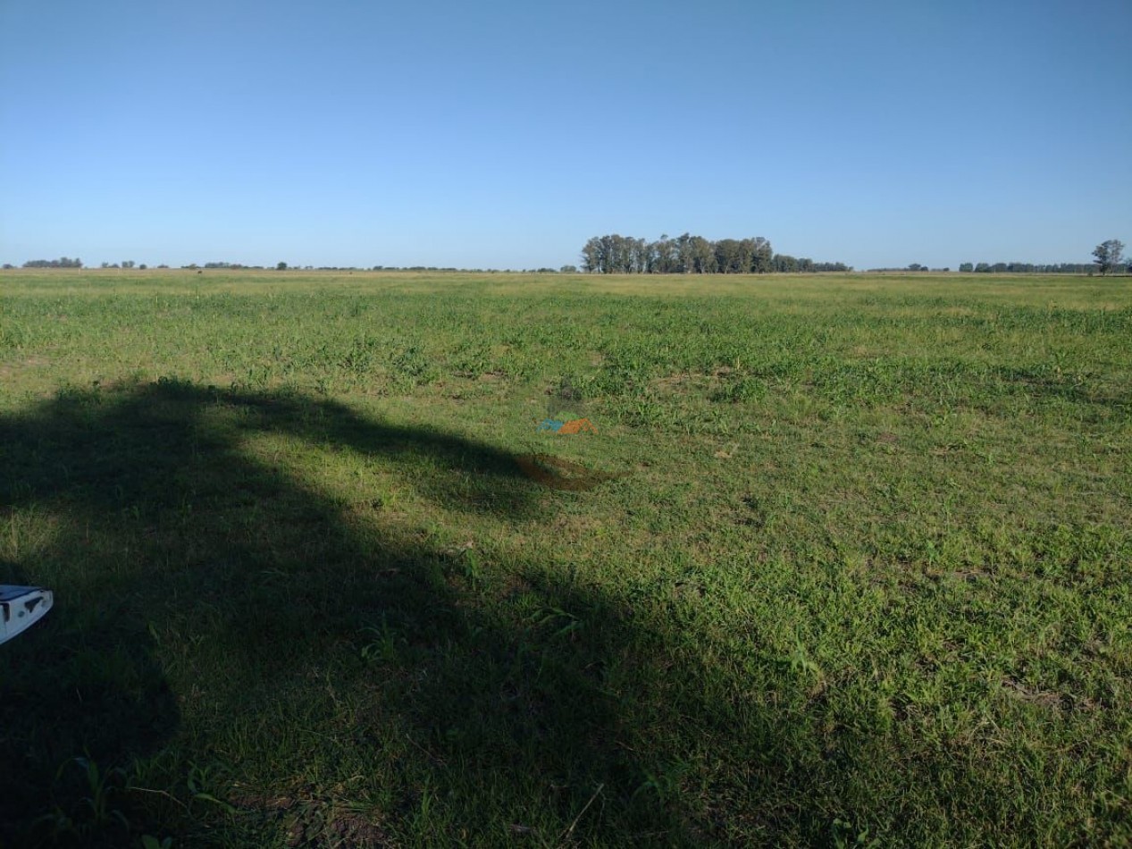 81 ha Mixto - Alvear