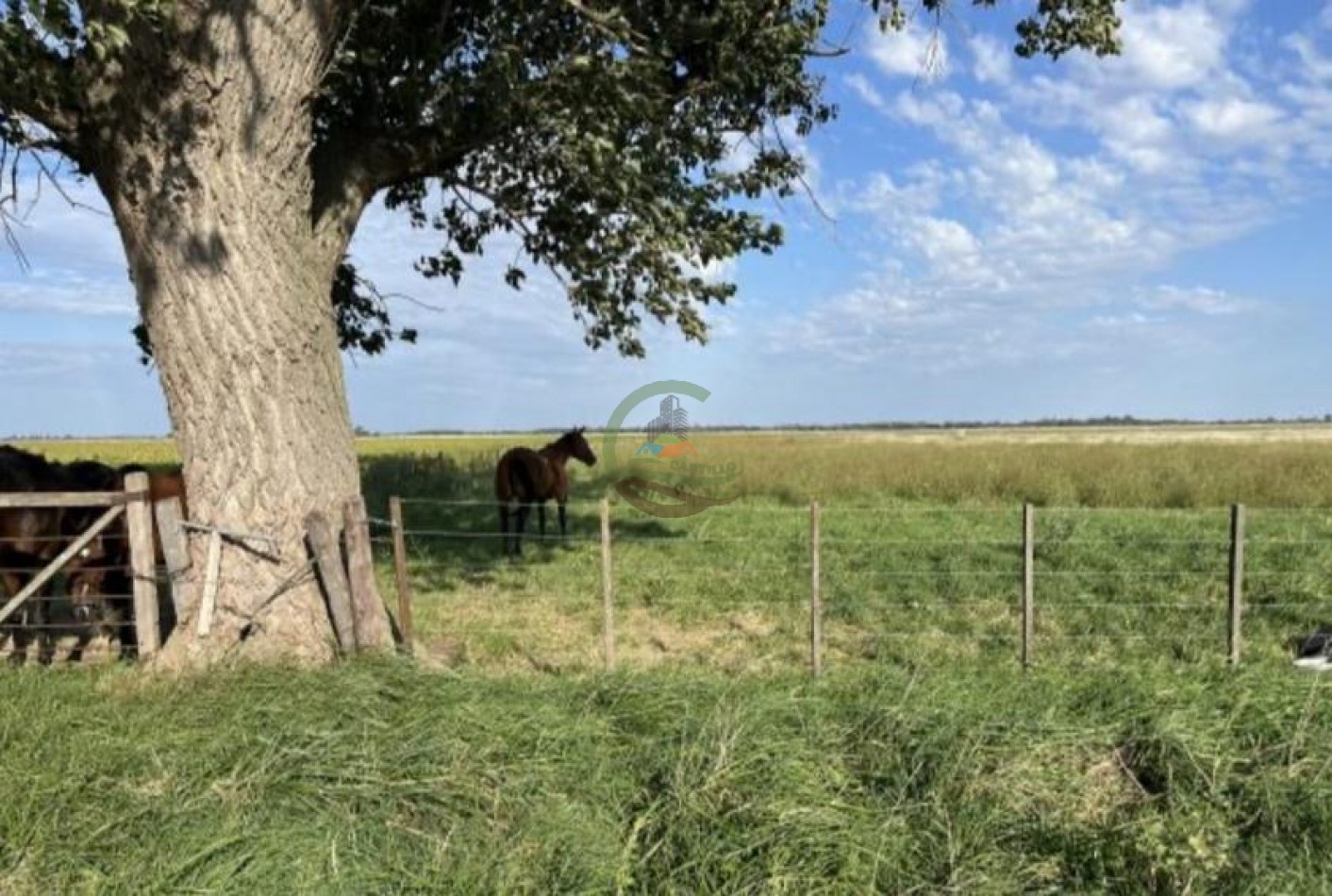 120 ha Mixto - Daireaux